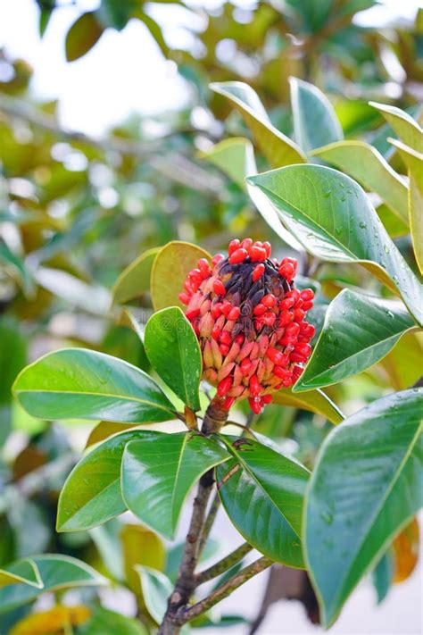 Magnolia tree red seeds stock image. Image of blossoming - 194989913