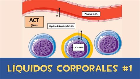 Compartimientos De Liquidos Corporales Gufa