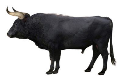 Reviving a Long-Gone Ancient Species: Bringing Back the Aurochs From ...