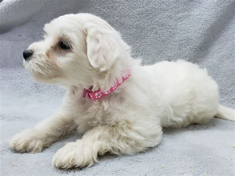 Bichon x Maltese puppies | Dogs & Puppies for Rehoming | Stratford | Kijiji