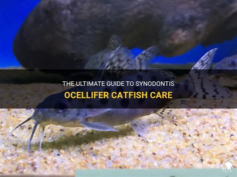 The Ultimate Guide To Synodontis Ocellifer Catfish Care Petshun