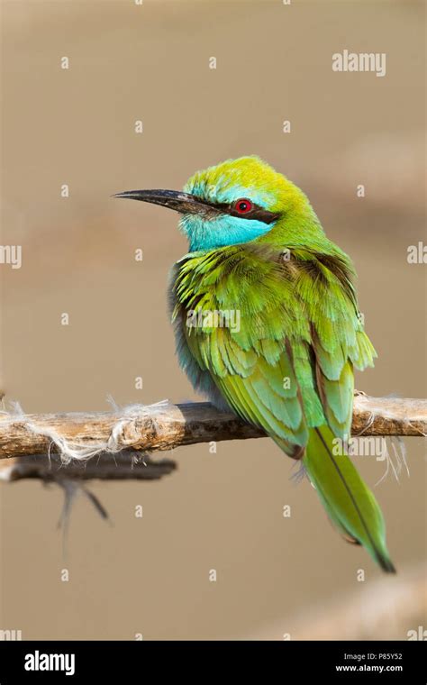 Arabian Green Bee Eater Merops Cyanophrys Hi Res Stock Photography And