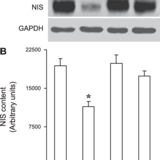 Effects Of Aicar Compound C And Compound C Plus Aicar On Total Na