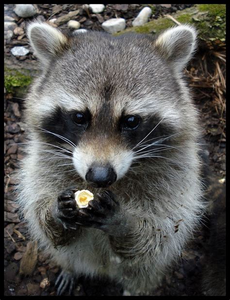 All You Need To Know Raccoons The Most Adorable Creature