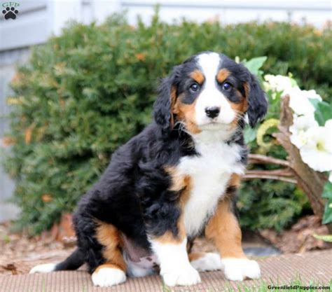 Sonny - Miniature Bernese Mountain Dog Puppy For Sale in Pennsylvania