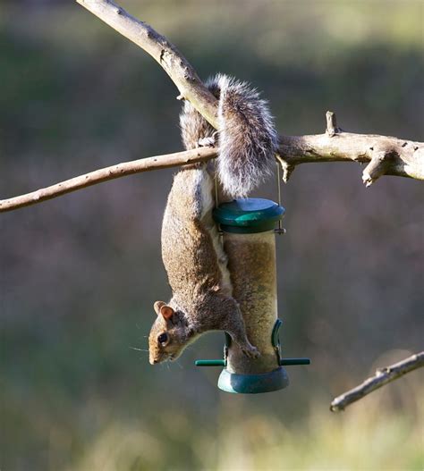 Squirrel Proof Your Bird Feeders | Blain's Farm & Fleet Blog