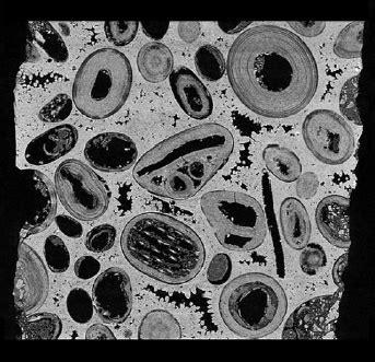 Multi-Scale Micro-CT Analysis - Blue Scientific