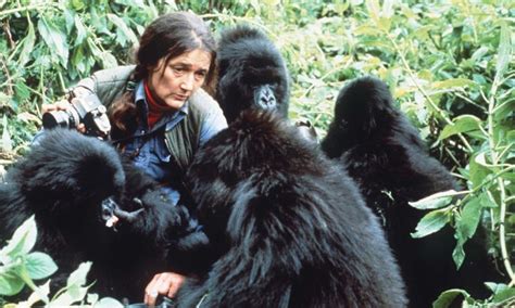 Dian Fossey The Woman Obsessed With Gorillas - rwanda safaris