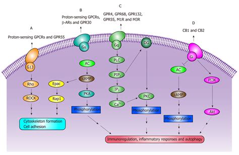 G Protein Coupled Receptors Pathway