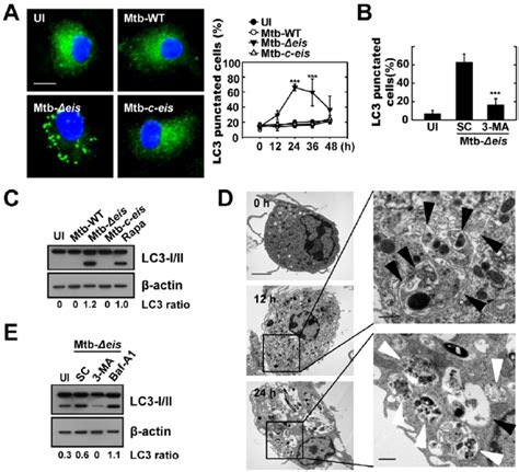 Mtb Eis Modulates Autophagy In Macrophages A Bmdms Were Infected