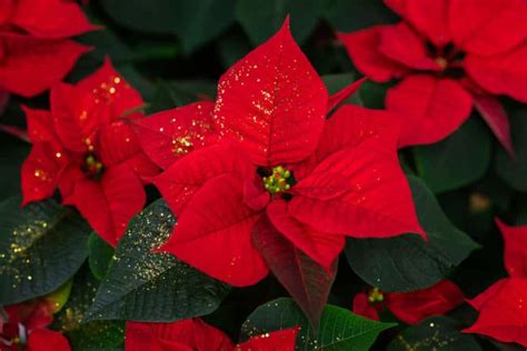 Cómo Cuidar La Flor De Pascua O Poinsettia Mundo Jardín