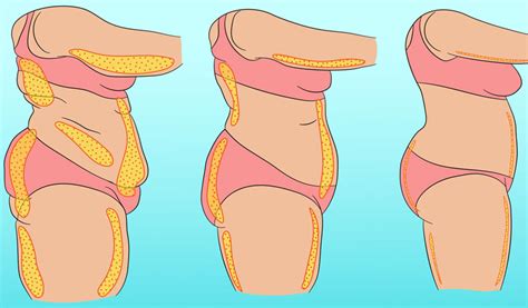 Apa Itu Lemak Dan Fungsinya Bagi Tubuh Manusia Sfidn Science From