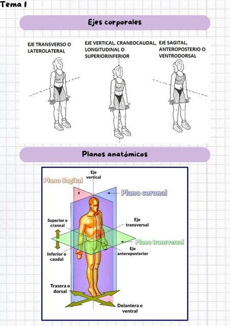 Ejes Planos Y Cavidades Anatomicas Maria Belen Garcia Udocz