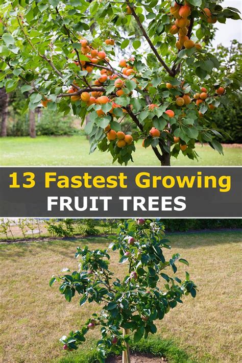 13 Fastest Growing Fruit Trees That Yields In Two Years Fast Growing