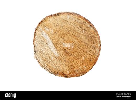 Birch Log Cut Isolated On White Background High Quality Photo Stock