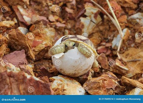 Africa Spurred Tortoise Being Bornbaby Tortoise Hatching Stock Photo