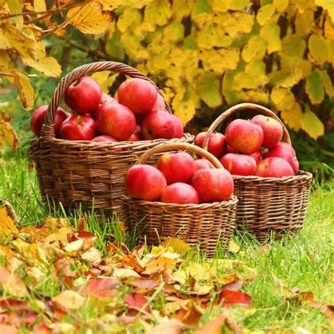 9 Of The Best Apple Orchards In Washington Minneopa Orchards