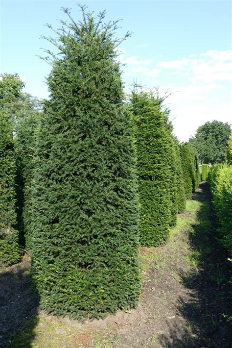 Eibe Heimische Eibe Taxus Baccata Cm Und Heckenpflanzen