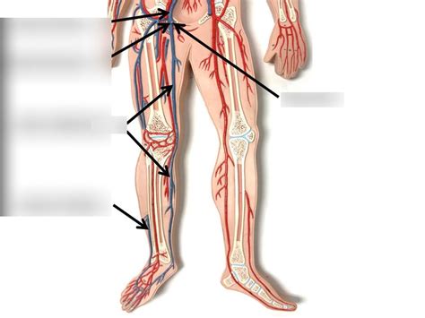 Lower Extremity Flat Man Veins Diagram Quizlet