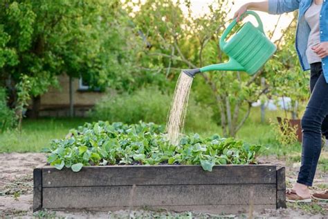 When To Water Your Vegetable Garden Dyi Guide For Beginners