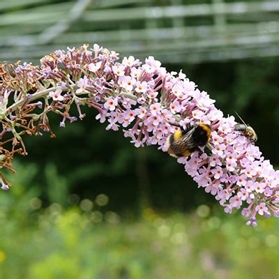 Top Van De Beste Insecten In Je Tuin Herkennen