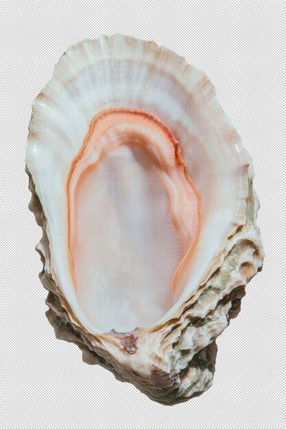 Premium PSD | Detailed macro oyster shell in pastel shades with ...