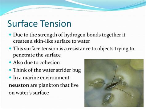 Ppt Marine Biology Lesson 3 Powerpoint Presentation Free Download Id 1597821