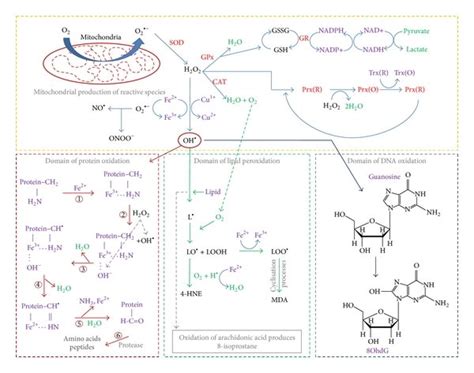 Mechanisms of Nrf2 activation and degradation. ROS, reactive oxygen ... 