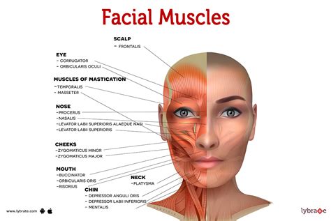 Ct Anatomy Of Face Muscles At Erin Ayers Blog