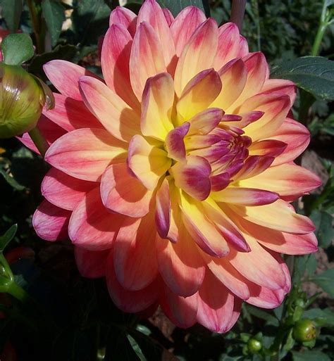 Waterlily - ARROWHEAD DAHLIAS