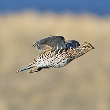 Birdfinders – Birdwatching Holidays – Colorado – Grouse and Rosy-finches