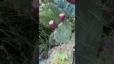 Grow Prickly Pear Fruit From Seed Cactus Pear Shirley Bovshow