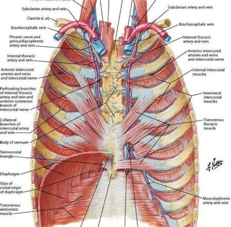 Rib Cage Organs