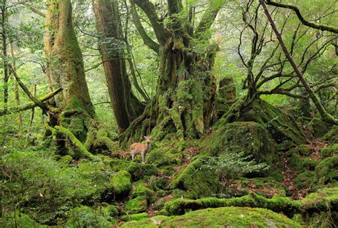 屋久島 かごしま山めぐり、街あるき｜yamakei Online 山と溪谷社