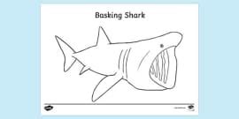 FREE Tiger Shark Colouring Page Profesor Hizo Twinkl