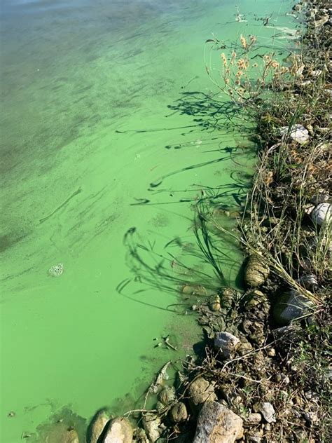 Blue Green Algae Amistad National Recreation Area Us National Park