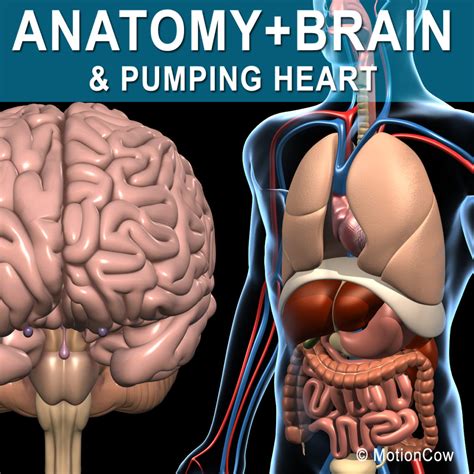 Human Anatomy & Brain – MotionCow