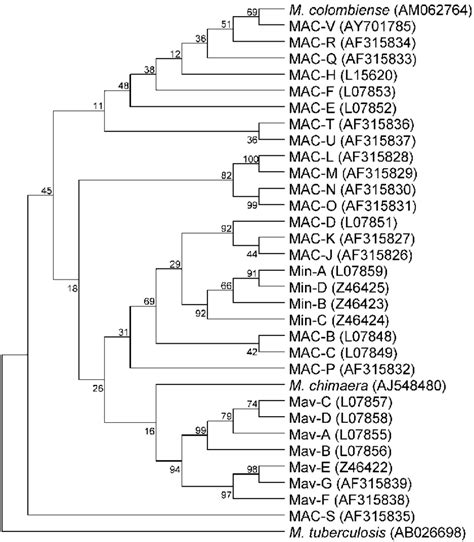 Phylogenetic Tree Based On 16s23s Its 1 Gene Sequences Showing The Download Scientific Diagram