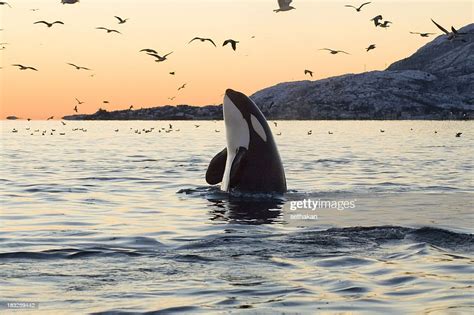 Big Orca Sunset Spyhop High-Res Stock Photo - Getty Images