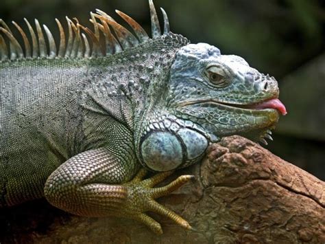 COMO CRIAR e cuidados da IGUANA Terrário e mais