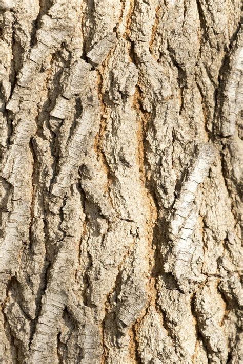 Bark Texture Of A Box Elder Tree Acer Negundo Stock Photo Image Of