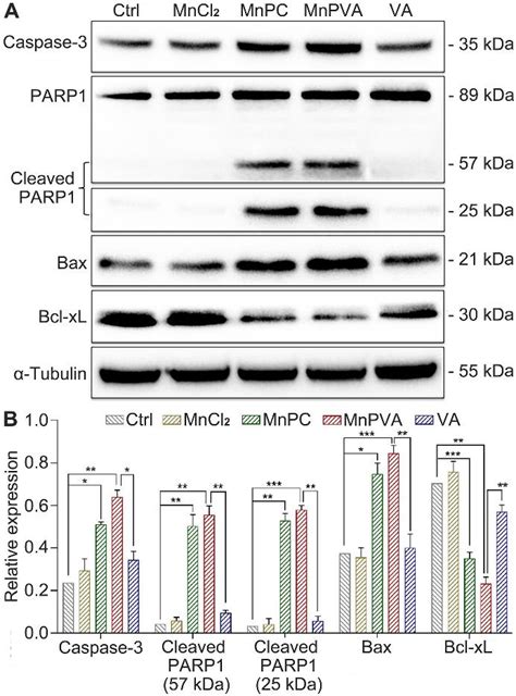 Expression Of Dna Repair And Apoptosis Related Proteins In Mda Mb