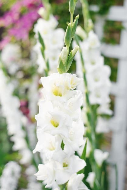 Premium Photo | White flower of gladiolus in summer in the garden