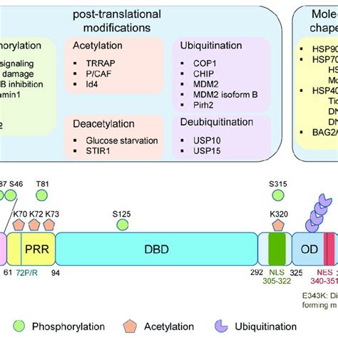 Pdf Regulators Of Oncogenic Mutant Tp Gain Of Function