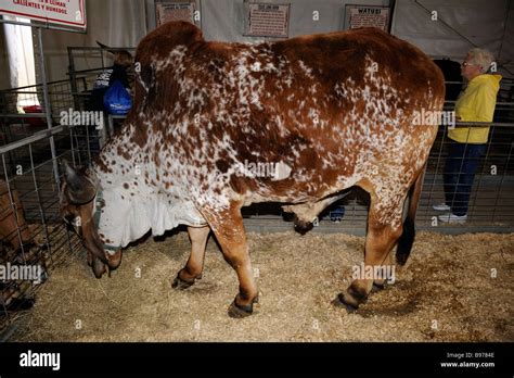 Indu Brazilian Zebu Cattle Cow At Florida State Fair Tampa Stock Photo