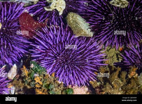 Purple Sea Urchins Strongylocentrotus Purpuratus At Tongue Point In