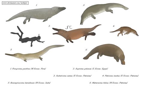 When whales could walk - Basal cetaceans by artbyjrc on DeviantArt