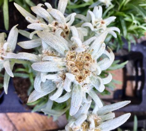 Edelweiss, Munich, Germany | Garden, Beautiful flowers, Plants