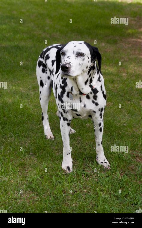 Female Dalmatian Hi Res Stock Photography And Images Alamy