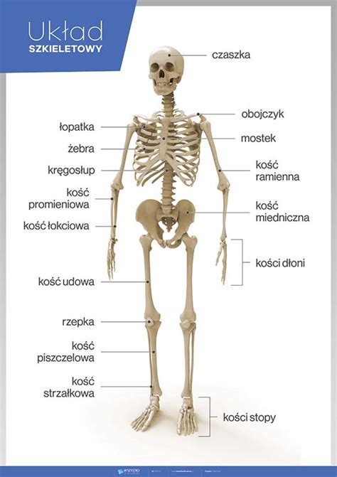 Uk Ad Szkieletowy Kostny Anatomia Cz Owieka